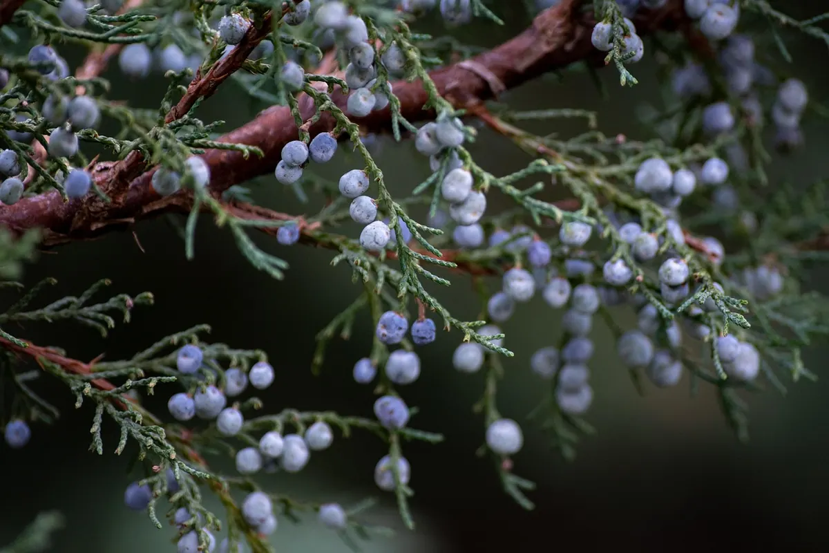12 Best Juniper Varieties for UK Gardens (Upright, Spreading and Dwarf)