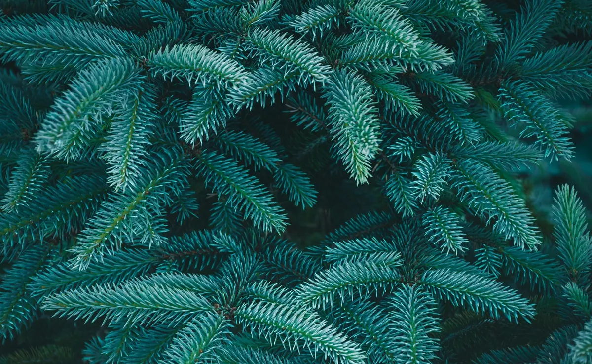 How to Create a Low-Maintenance Evergreen Border with Junipers
