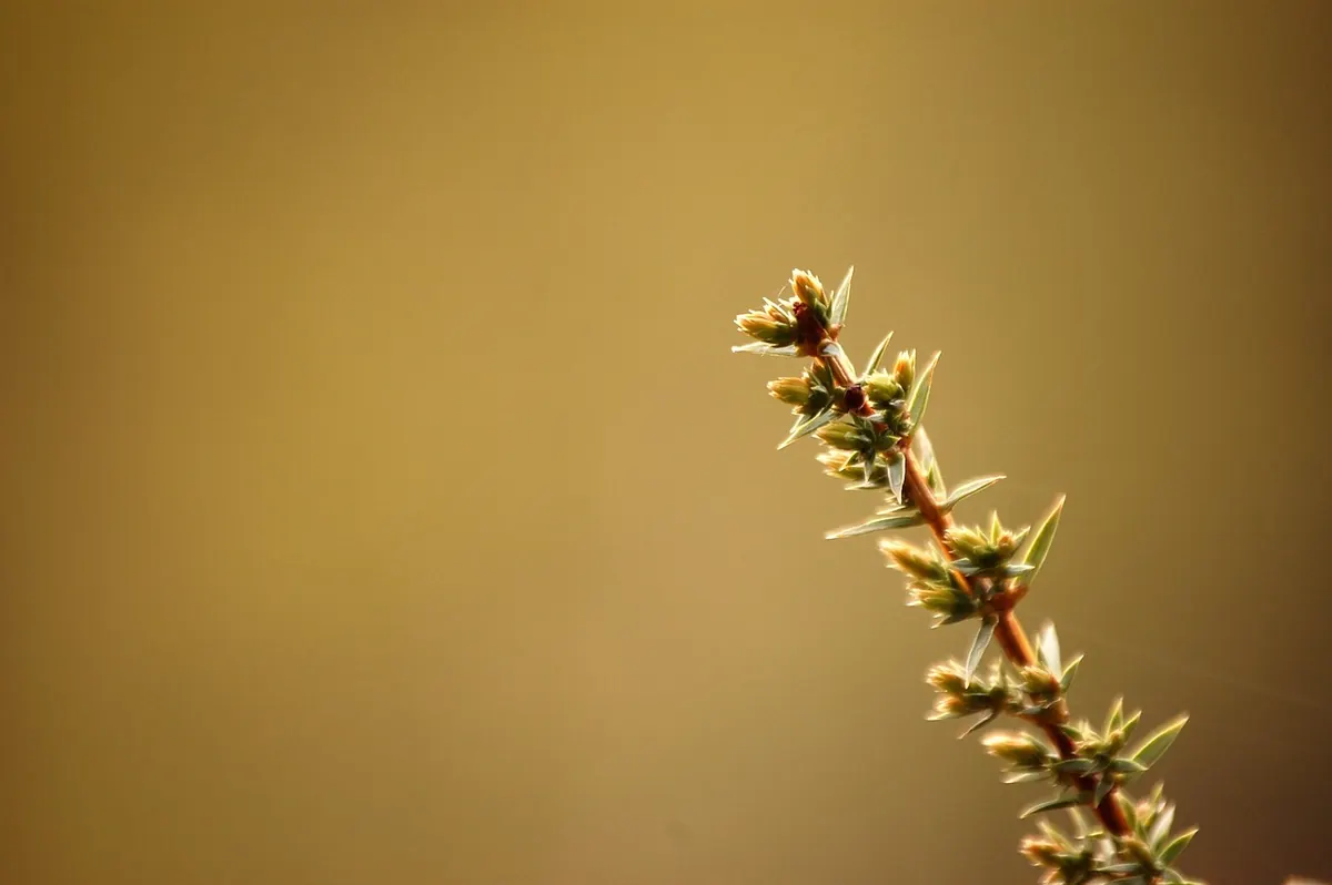 How to Plant a Juniper Shrub in the UK: Step-by-Step Guide