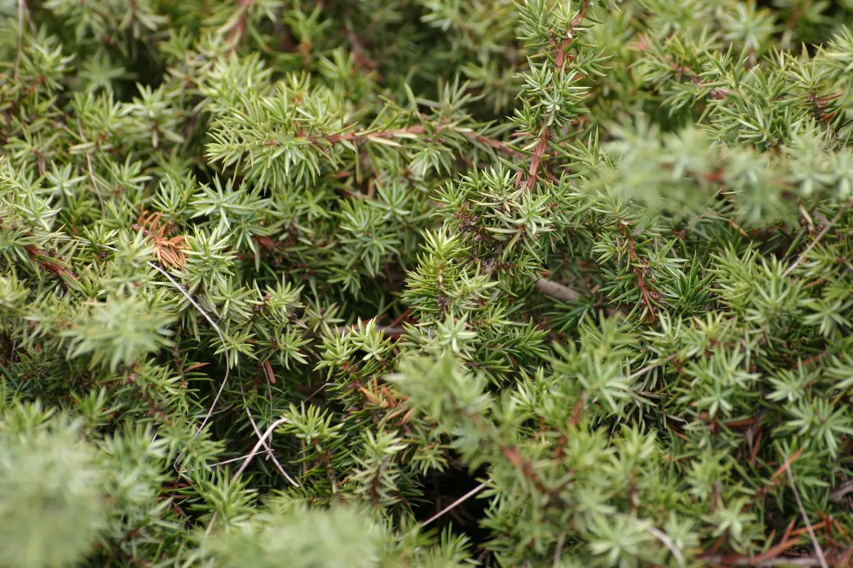 Juniper in Pots: A Beginner's Guide to Container Growing