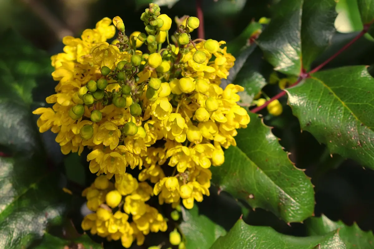 Juniper vs. Box, Yew and Lavender: Which Evergreen Is Right for Your Garden?