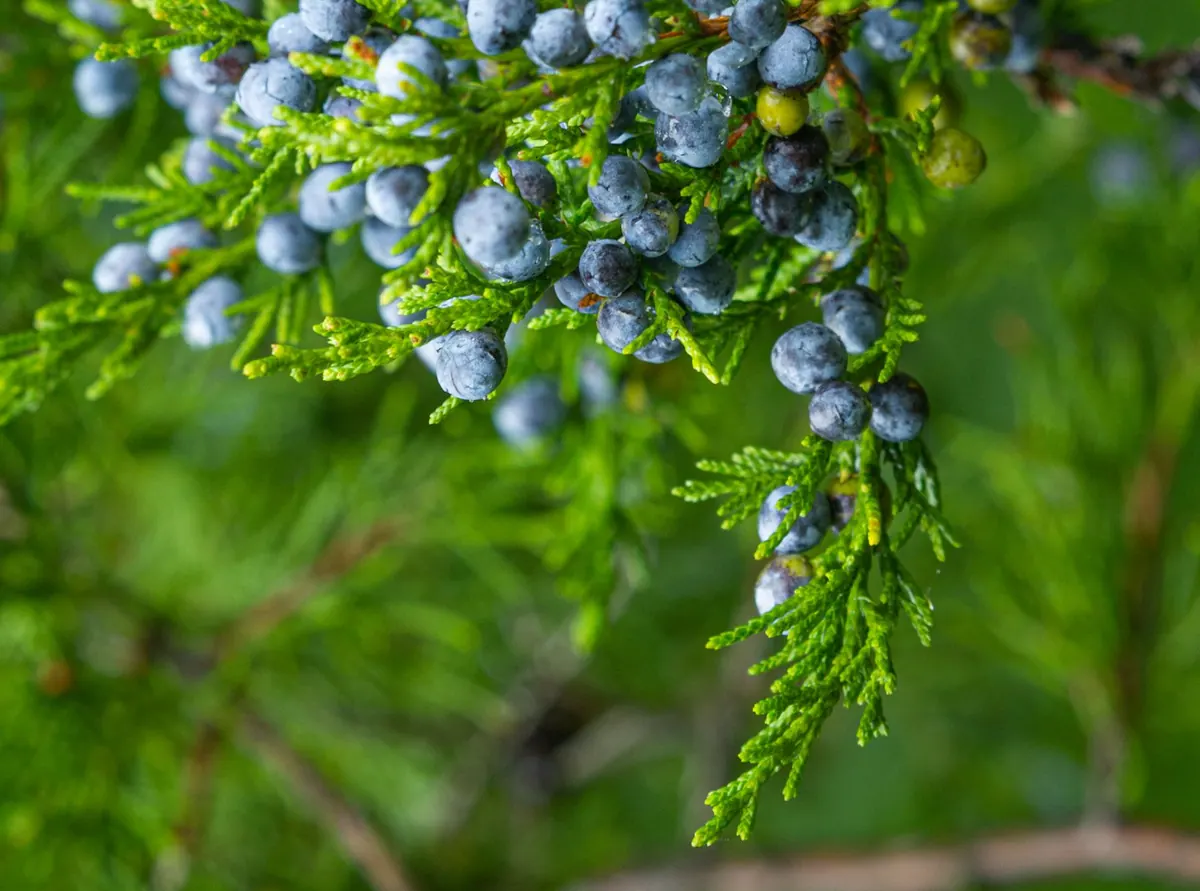 Junipers for Wildlife: Attracting Birds and Pollinators to Your Garden