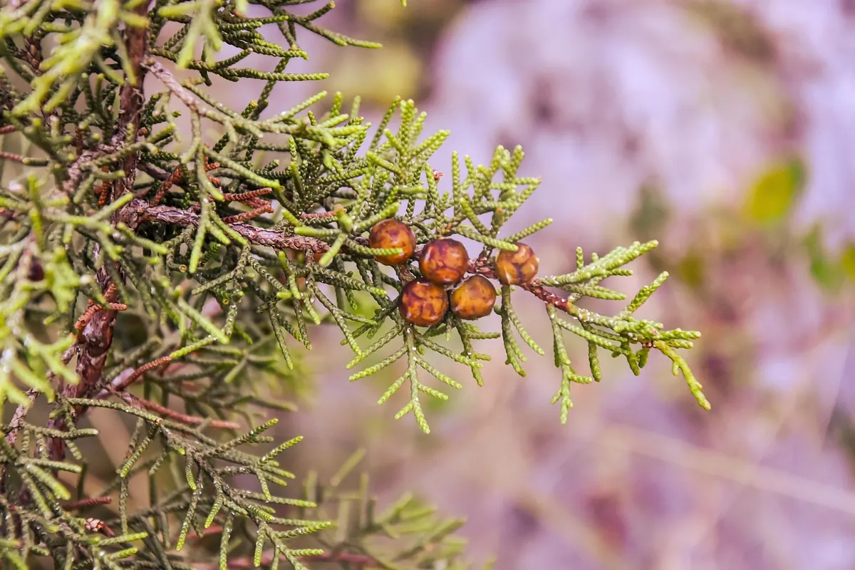 When and How to Prune Junipers Without Leaving Bare Patches