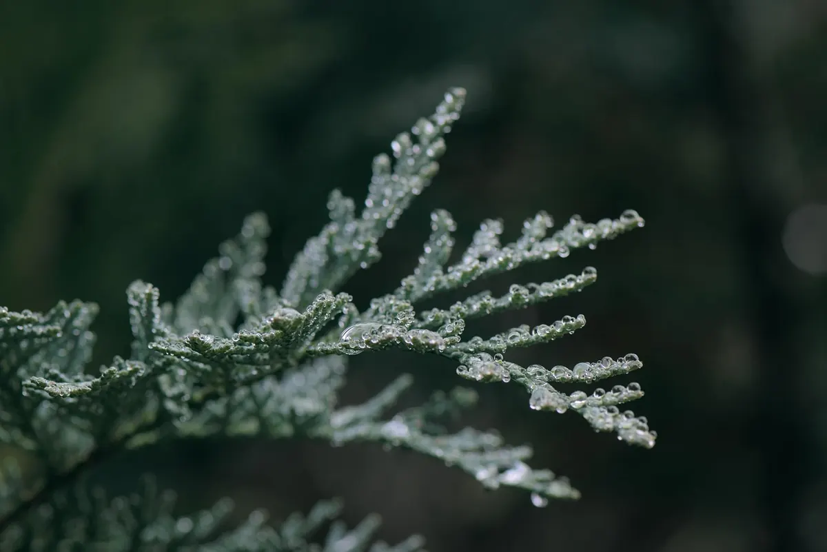 Why Is My Juniper Turning Brown? 7 Common Causes and Fixes