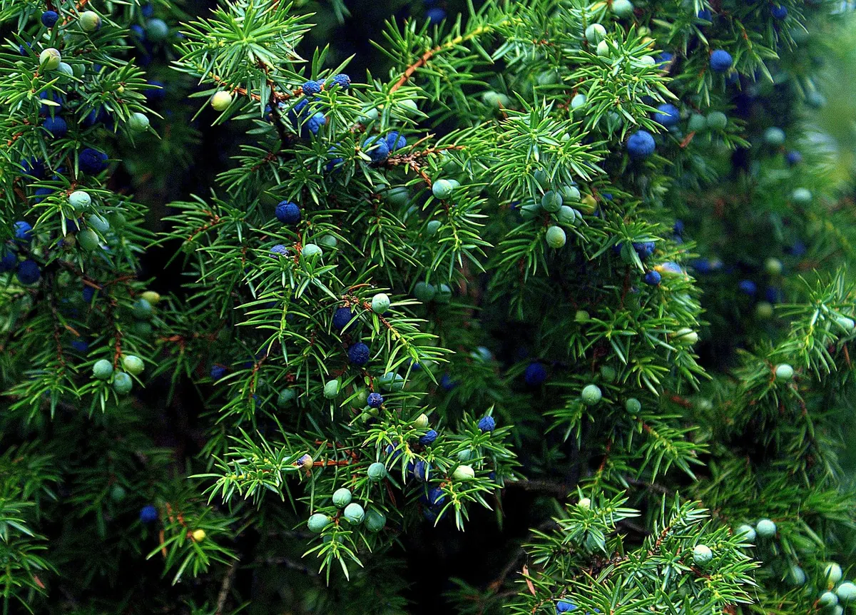 Winter Protection for Junipers: A UK Frost and Wind Checklist